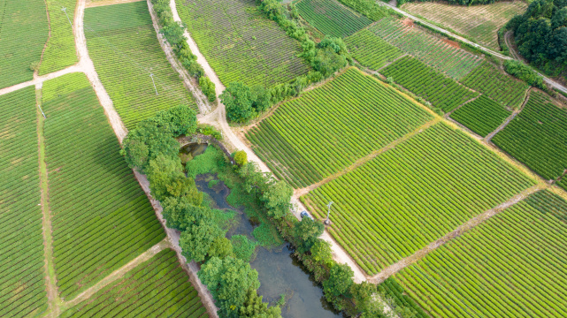 航拍武夷山绿色农田茶田