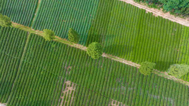 航拍武夷山绿色农田与茶园