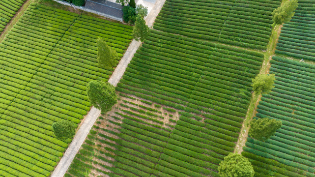 航拍武夷山绿色农田与茶园
