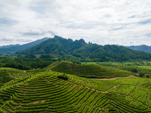 航拍武夷山绿色茶山茶园 优质大红袍产区