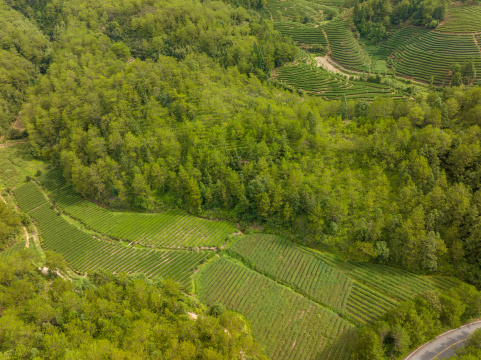 航拍武夷山绿色农田与茶园