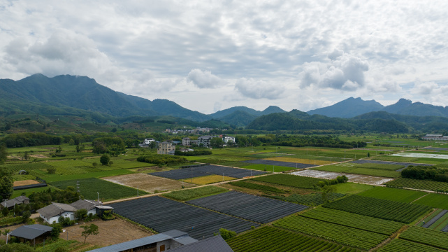 航拍武夷山绿色农田与茶园