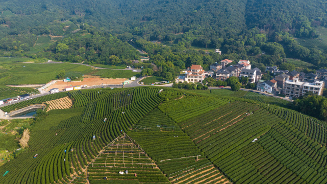 航拍杭州龙坞茶园 茶山 茶田