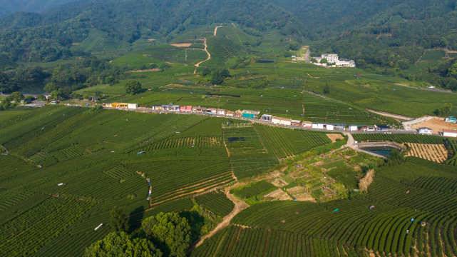 航拍杭州龙坞茶园 茶山 茶田