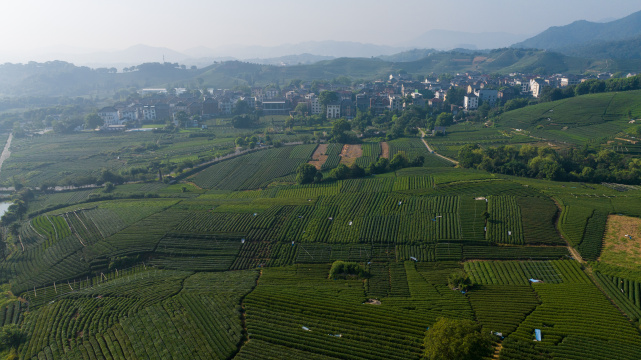 航拍杭州龙坞茶园 茶山 茶田