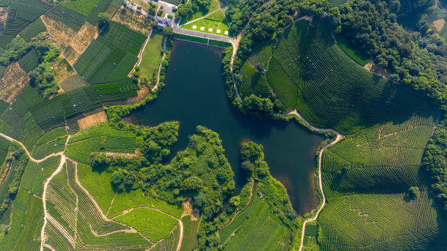 航拍杭州龙坞茶园 西湖龙井