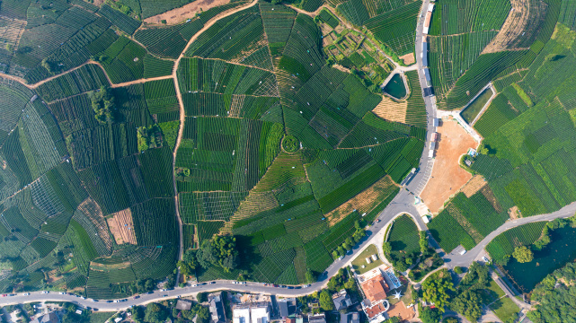 航拍杭州龙坞茶园 茶山 茶田