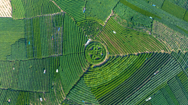 航拍杭州龙坞茶园 茶山 茶田