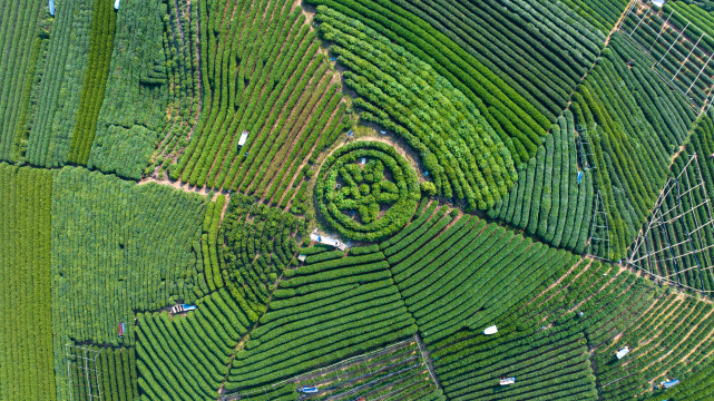 航拍杭州龙坞茶园 茶山 茶田