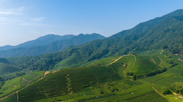 航拍杭州龙坞茶园 茶山 茶田