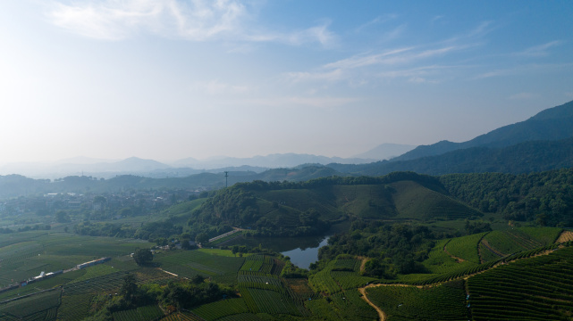 杭州龙坞茶园 茶山 茶田