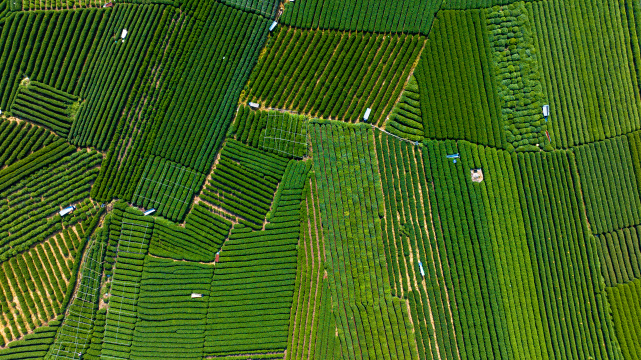 俯拍杭州龙坞茶园