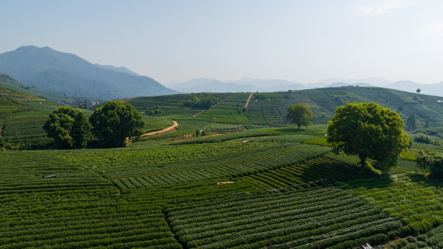 航拍杭州龙坞茶园 茶山 茶田