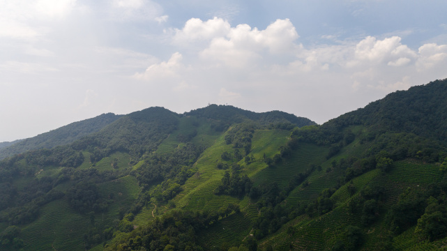 航拍杭州西湖龙井茶园 十里琅珰 龙井问茶