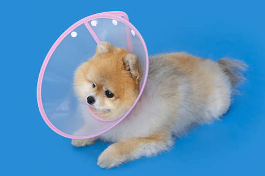 宠物狗_戴颈圈的小狗照片图像 