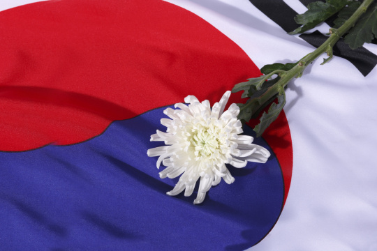 “Chrysanthemum 031”常见释义为“菊花 031” 