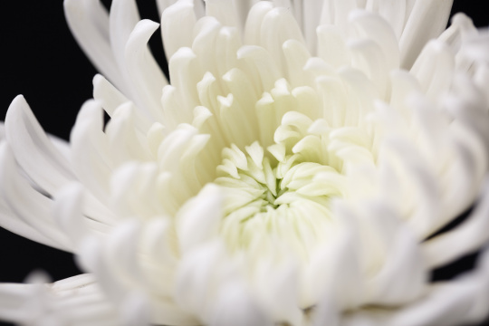 “Chrysanthemum 013”常见释义为“菊花 013” 