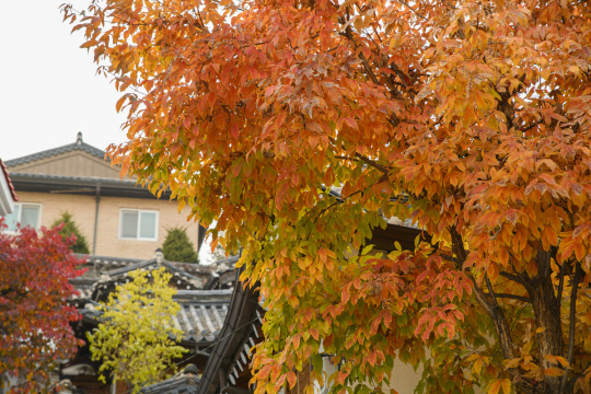 “Autumn scenery 274”常见释义为“秋景 274” 