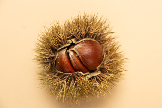 “Autumn fruits 063”常见释义为“秋季水果 063” 