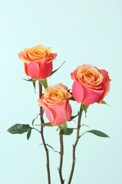 “flower 005”常见释义为“花 005”  