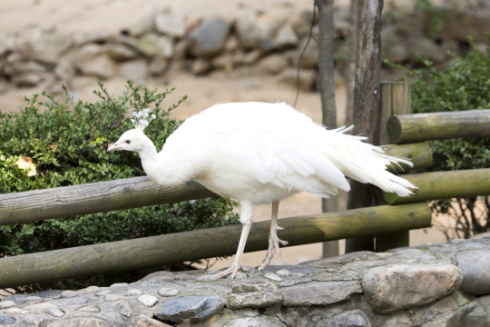 [PHO279] Animals 072 