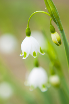 “Flower world_047”常见释义为“花的世界_047” 