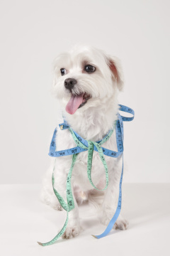 “Dog pho141_324”  这个可能不是一个完整有明确含义的词组或句子，直接按其字面可能理解为 “狗 pho141_324”  ，但具体含义需要更多的背景信息来准确翻译。 