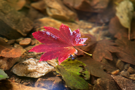 叶子（秋叶）089 