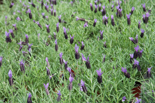 野花（Wild flower）006 