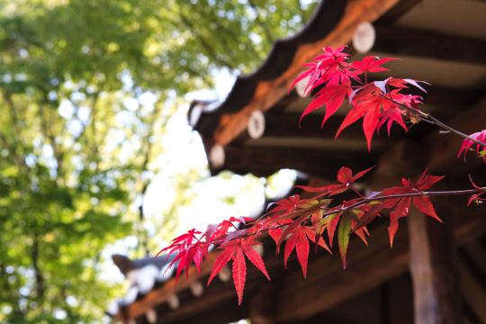 “Tradition (tradition) 080 ”常见释义为“传统（传统）080 ” 