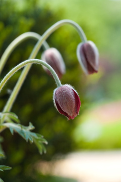 野花（野花）175 