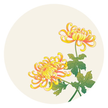 国潮菊花节日节气装饰插画