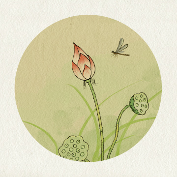 荷花莲蓬蜻蜓水墨风夏天节气插画