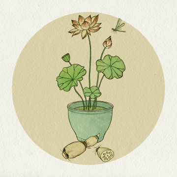 夏日荷花莲藕水墨画