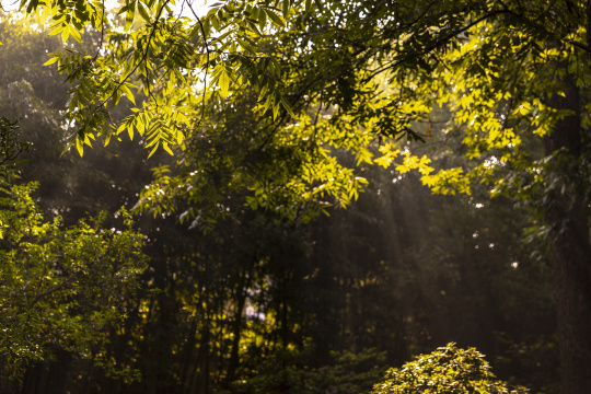 苏州园林拙政园阳光穿透树叶 唯美耶稣光