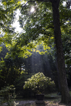 苏州园林拙政园阳光穿透树叶 唯美耶稣光