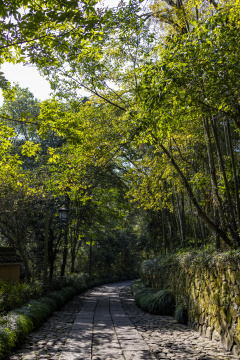 杭州西湖景区森林 林间小路 幽静唯美