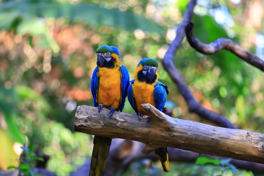 树枝上的两只鹦鹉