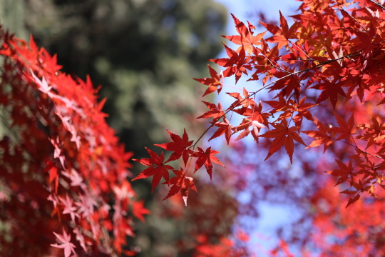秋天唯美红叶红枫光影