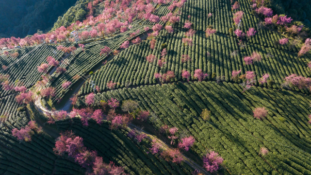 俯拍大理无量山樱花谷