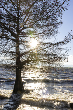 大理洱海水杉波浪波纹唯美日出