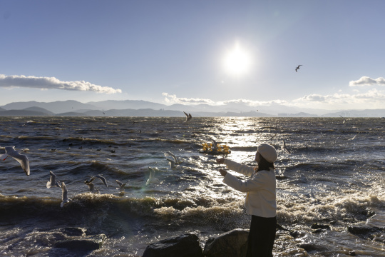 美女在大理洱海龙龛码头喂海鸥日出唯美