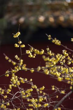 南京明孝陵红墙腊梅