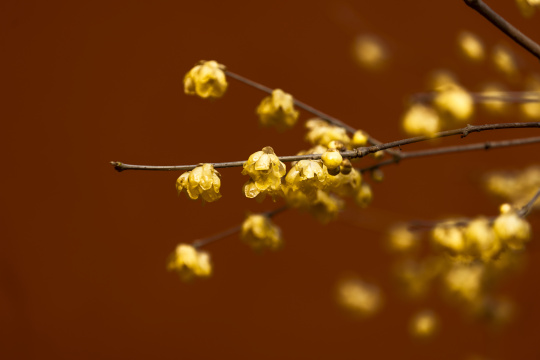 红墙腊梅 淡雅极简