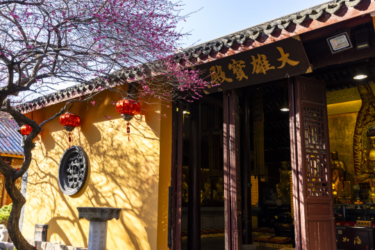 古寺红梅禅意黄墙光影