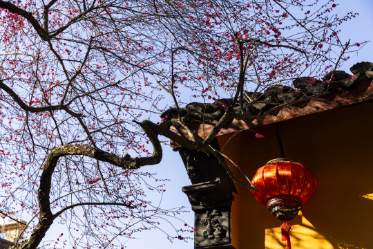 古寺红梅禅意黄墙光影