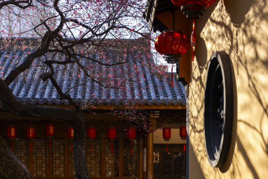 古寺红梅禅意黄墙光影