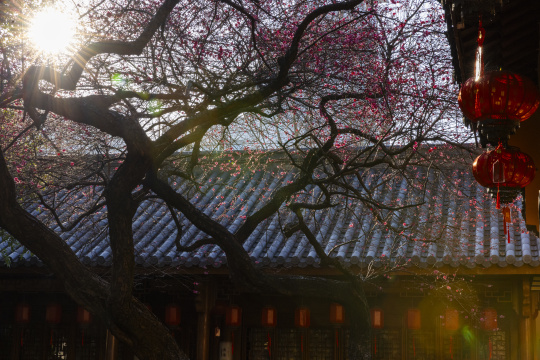 春天阳光穿过梅花树