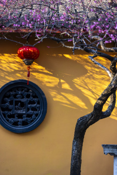 浙江湖州铁佛寺春天古红梅盛开