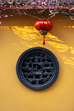 古寺红梅禅意黄墙光影
